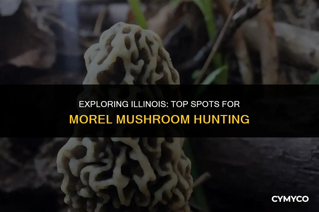 where to find morel mushrooms illinois