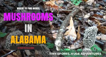 Discovering Morel Mushrooms in Alabama: A Guide to Prime Foraging Spots