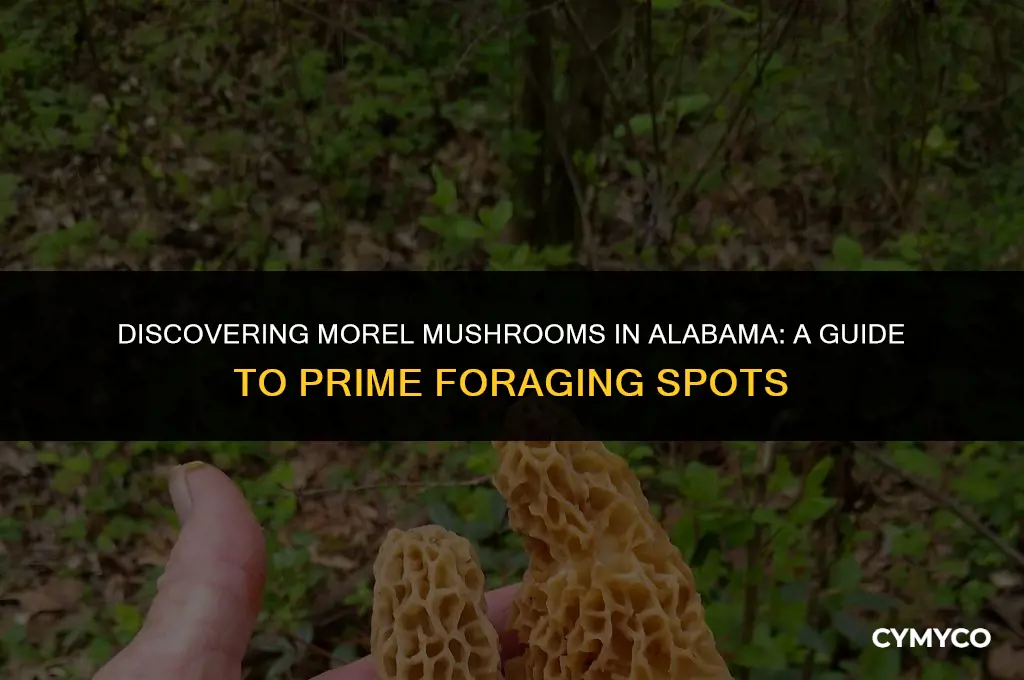 where to find morel mushrooms in alabama