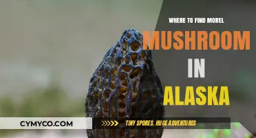 Exploring Alaska's Hidden Gems: A Guide to Morel Mushroom Hunting