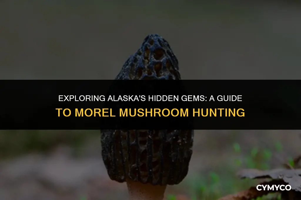 where to find morel mushrooms in alaska