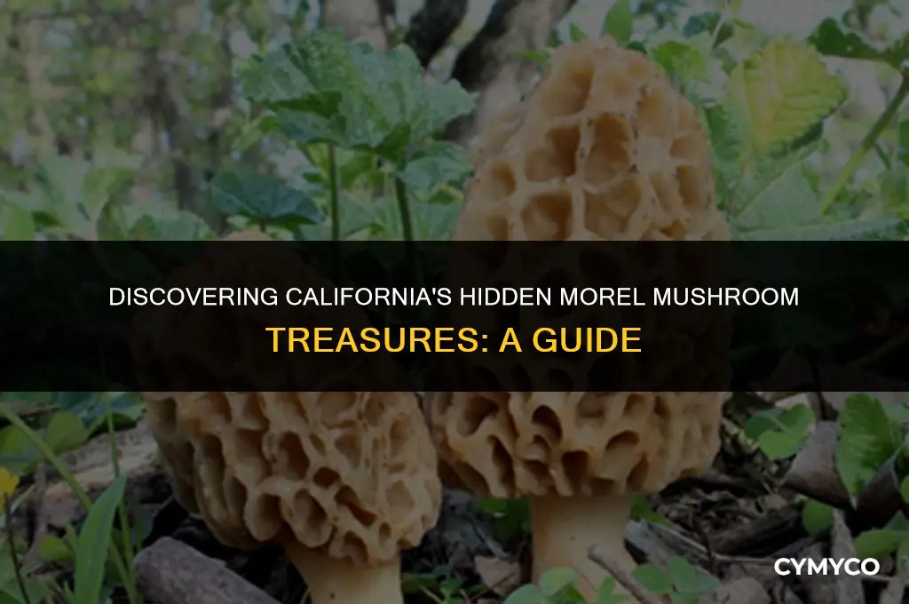 where to find morel mushrooms in california