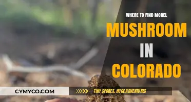 Discovering Colorado's Hidden Gems: A Guide to Morel Mushroom Hunting