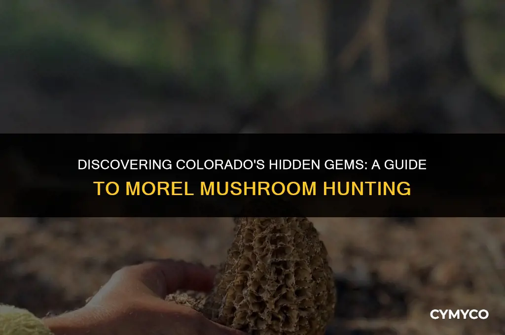 where to find morel mushrooms in colorado