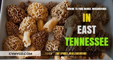 Exploring East Tennessee: A Guide to Morel Mushroom Hotspots