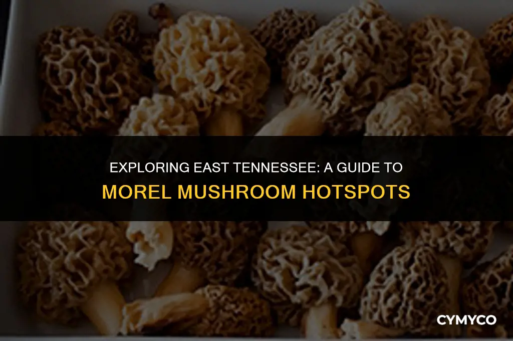 where to find morel mushrooms in east tennessee