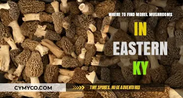 Exploring Eastern Kentucky: A Guide to Morel Mushroom Hotspots