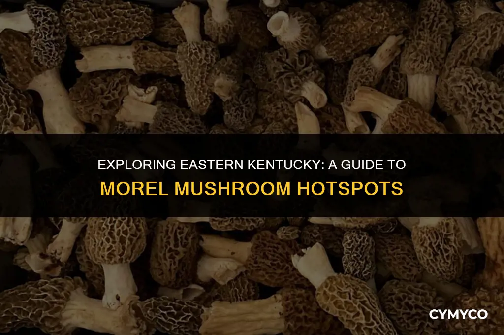 where to find morel mushrooms in eastern ky