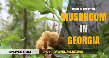 Discovering Georgia's Hidden Morel Mushroom Treasures: A Guide
