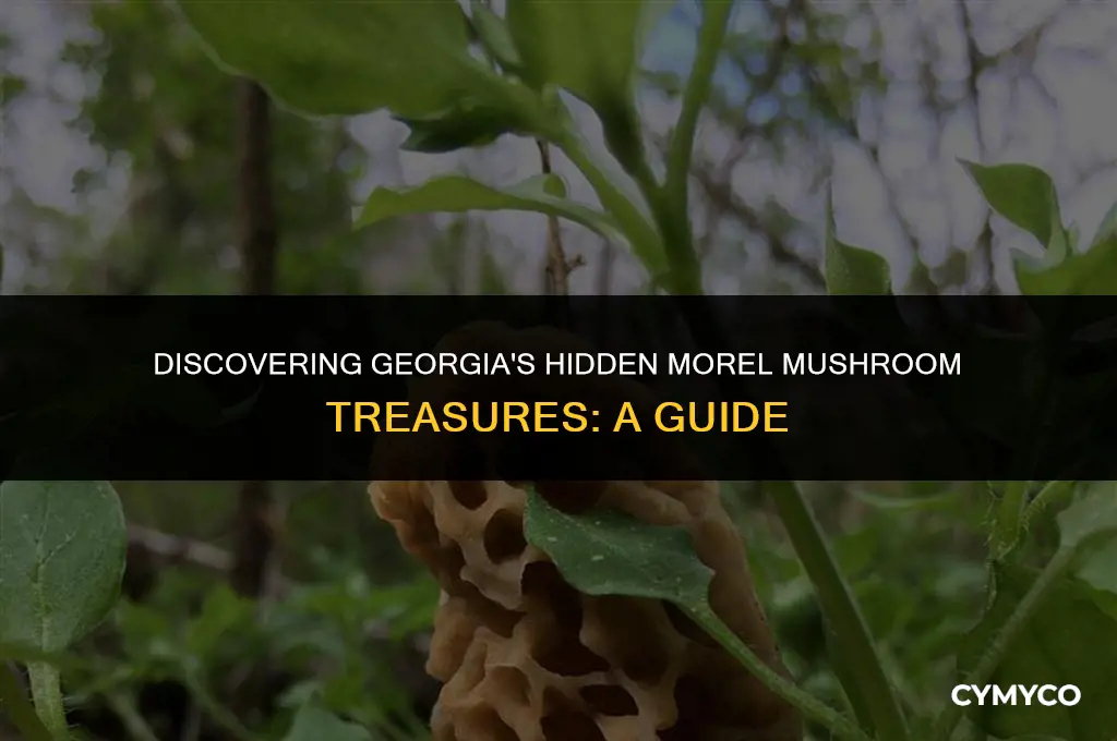 where to find morel mushrooms in georgia