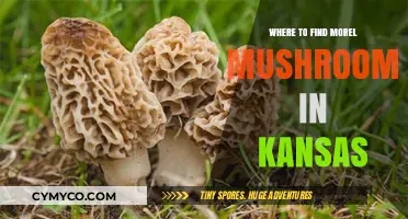 Exploring Kansas: Top Spots for Morel Mushroom Hunting