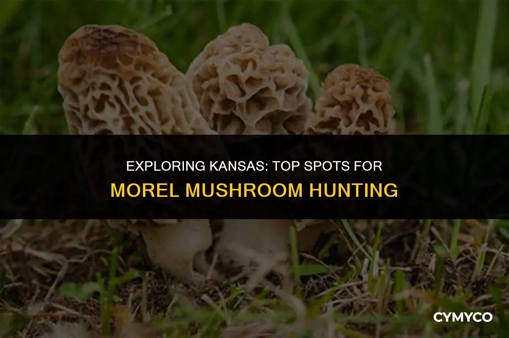 where to find morel mushrooms in kansas