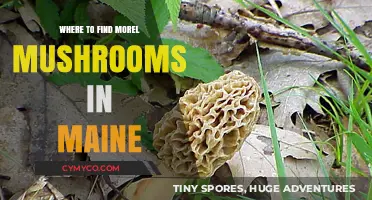 Discovering Maine's Hidden Gems: A Guide to Morel Mushroom Hunting