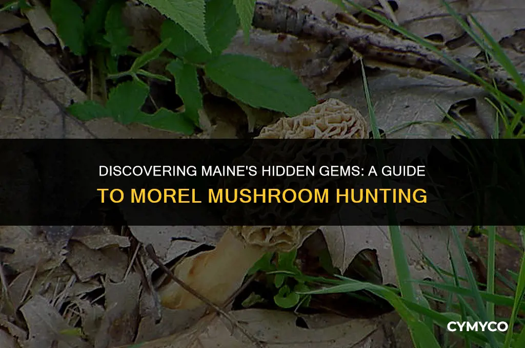 where to find morel mushrooms in maine