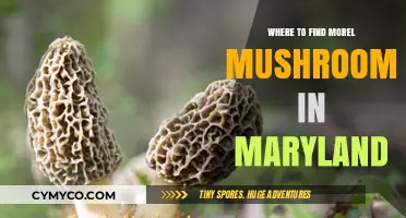 Exploring Maryland's Morel Mushroom Hotspots: A Guide for Foragers