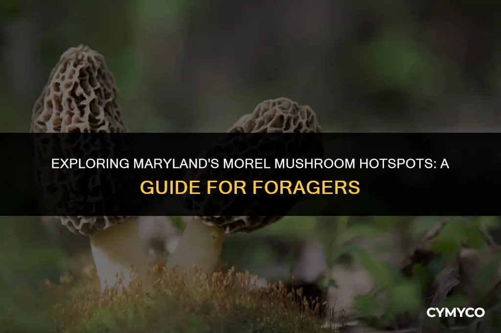 where to find morel mushrooms in maryland
