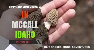 Discovering Morel Mushrooms in McCall, Idaho: A Forager's Guide