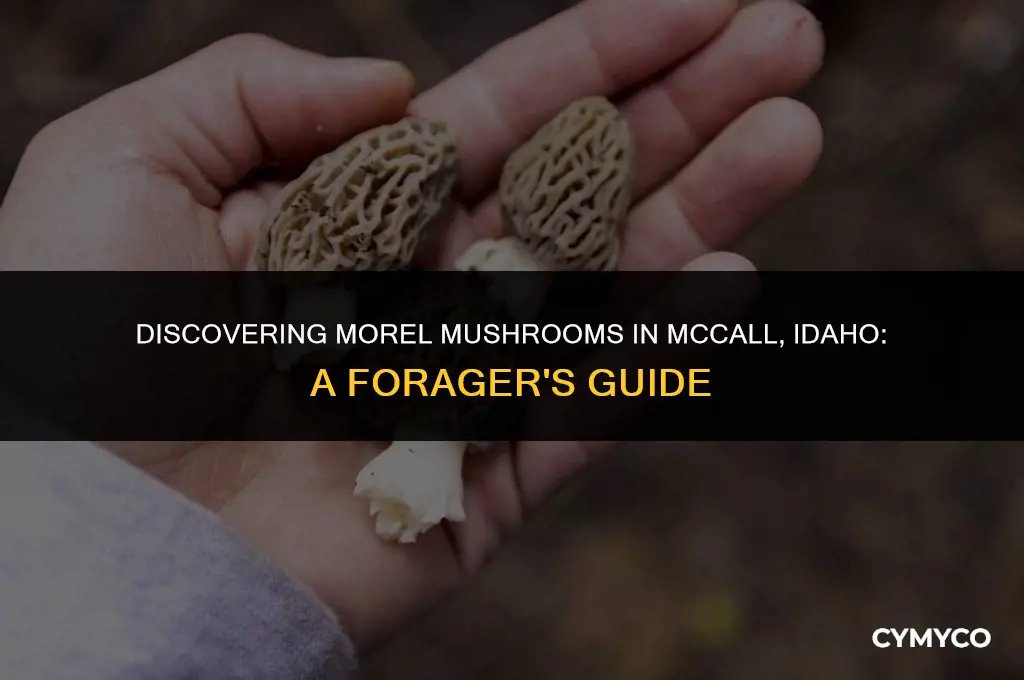 where to find morel mushrooms in mccall idaho
