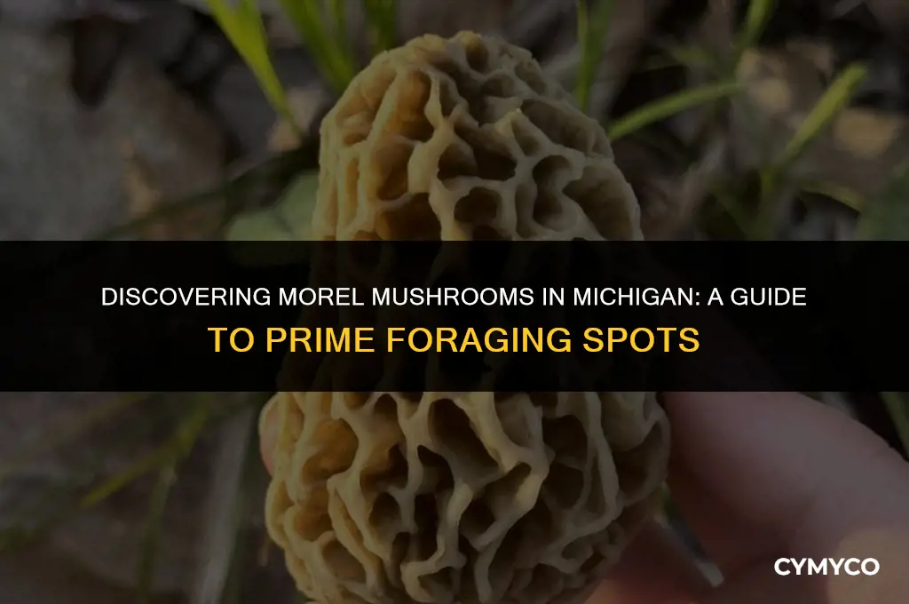 where to find morel mushrooms in michigan