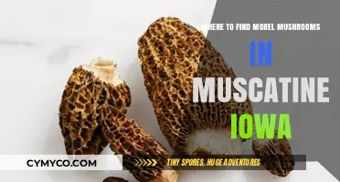 Exploring Muscatine: A Guide to Morel Mushroom Hotspots