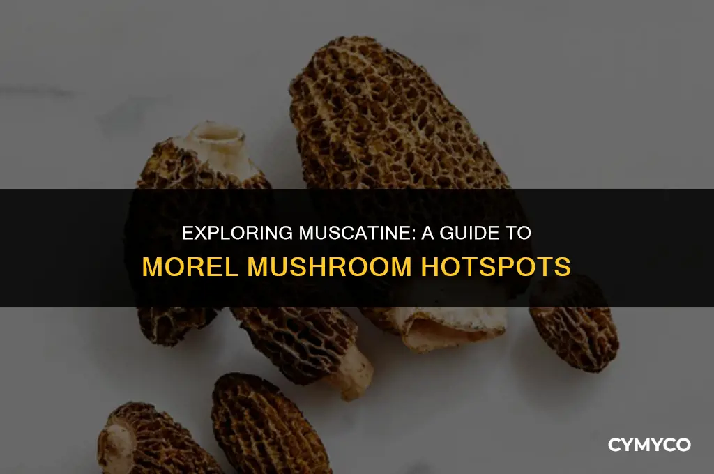 where to find morel mushrooms in muscatine iowa