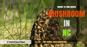 Discovering Nature's Bounty: Morel Mushrooms in North Carolina