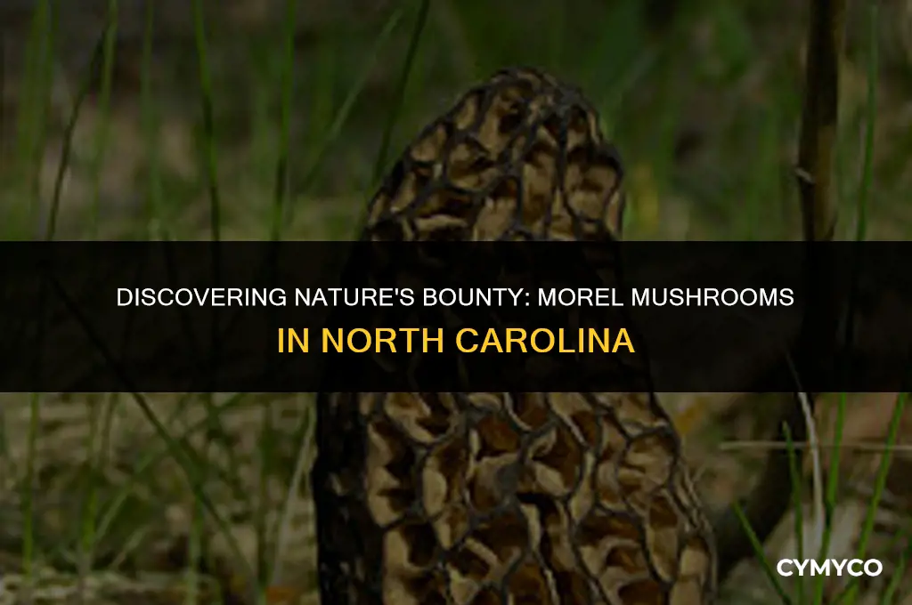 where to find morel mushrooms in nc