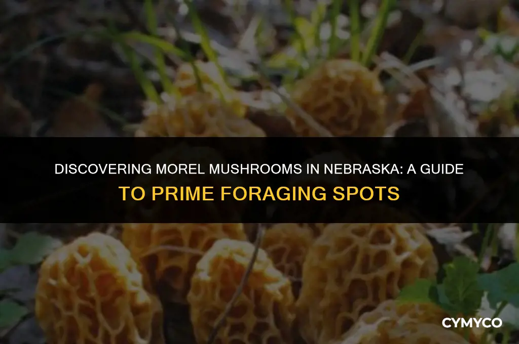 where to find morel mushrooms in nebraska