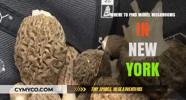 Exploring New York's Hidden Gems: A Guide to Morel Mushroom Foraging