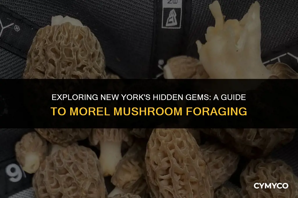 where to find morel mushrooms in new york