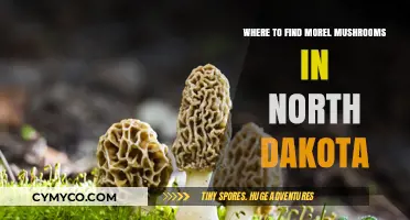 Exploring North Dakota: Prime Spots for Morel Mushroom Hunting