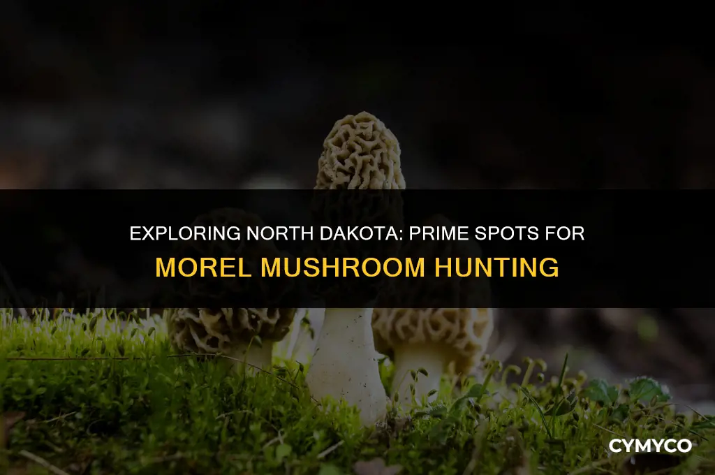 where to find morel mushrooms in north dakota