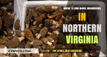 Exploring Northern Virginia: Top Spots for Morel Mushroom Hunting