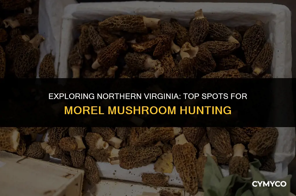 where to find morel mushrooms in northern virginia