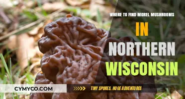 Exploring Northern Wisconsin: A Guide to Morel Mushroom Hotspots