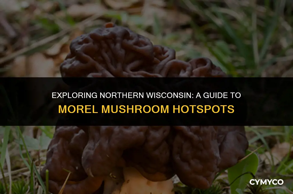 where to find morel mushrooms in northern wisconsin