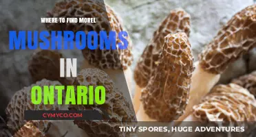 Exploring Ontario's Morel Mushroom Hotspots: A Guide for Foragers