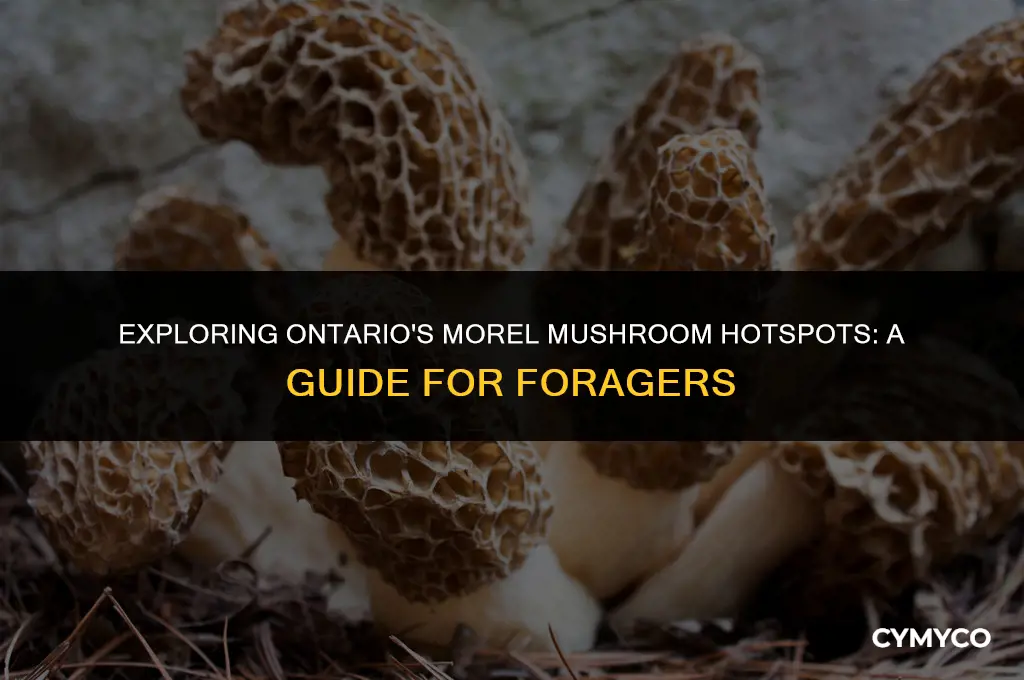 where to find morel mushrooms in ontario