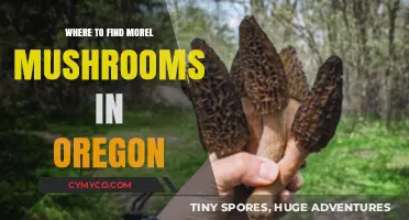 Exploring Oregon's Morel Mushroom Hotspots: A Guide for Foragers