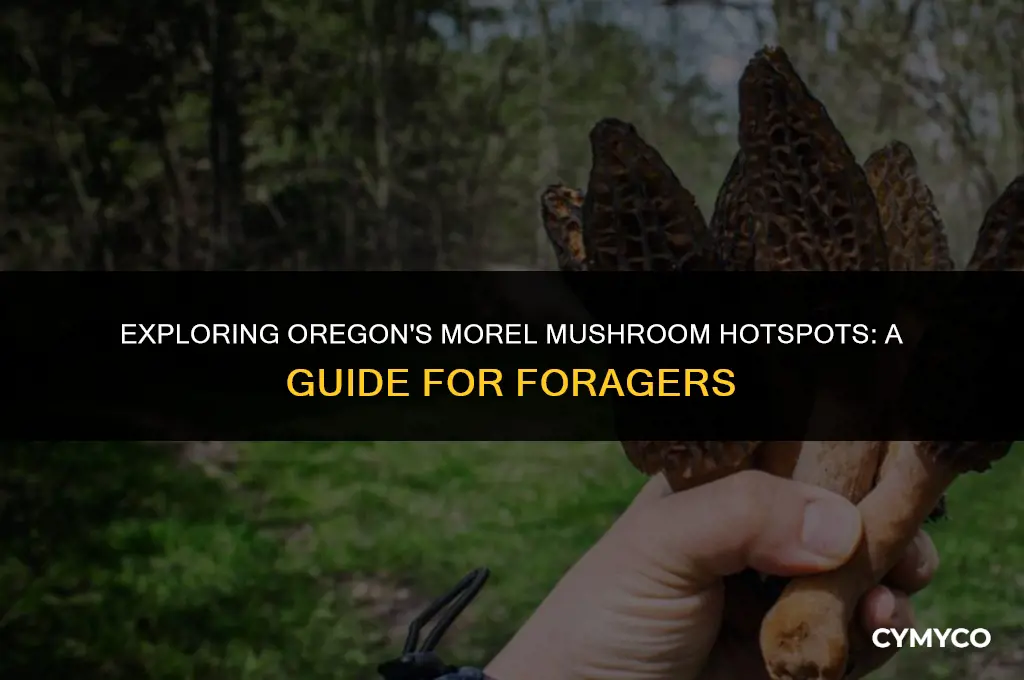 where to find morel mushrooms in oregon
