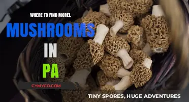 Discovering Morel Mushrooms in Pennsylvania: A Forager's Guide