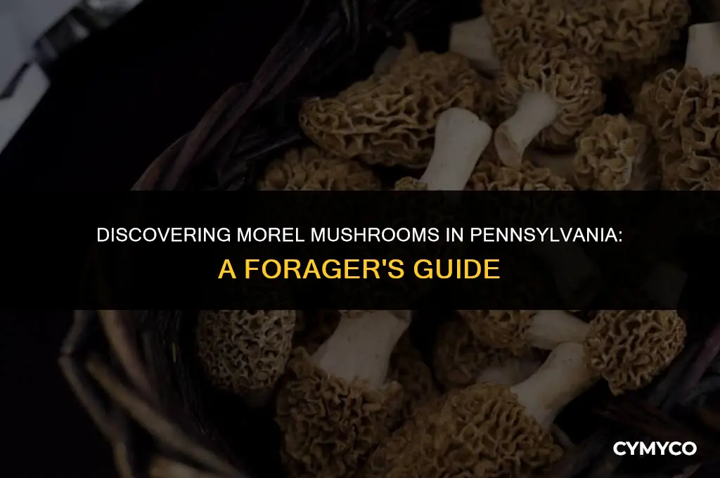 where to find morel mushrooms in pa