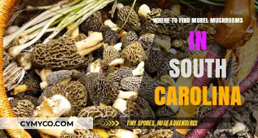 Discovering Morel Mushrooms in South Carolina: A Forager's Guide