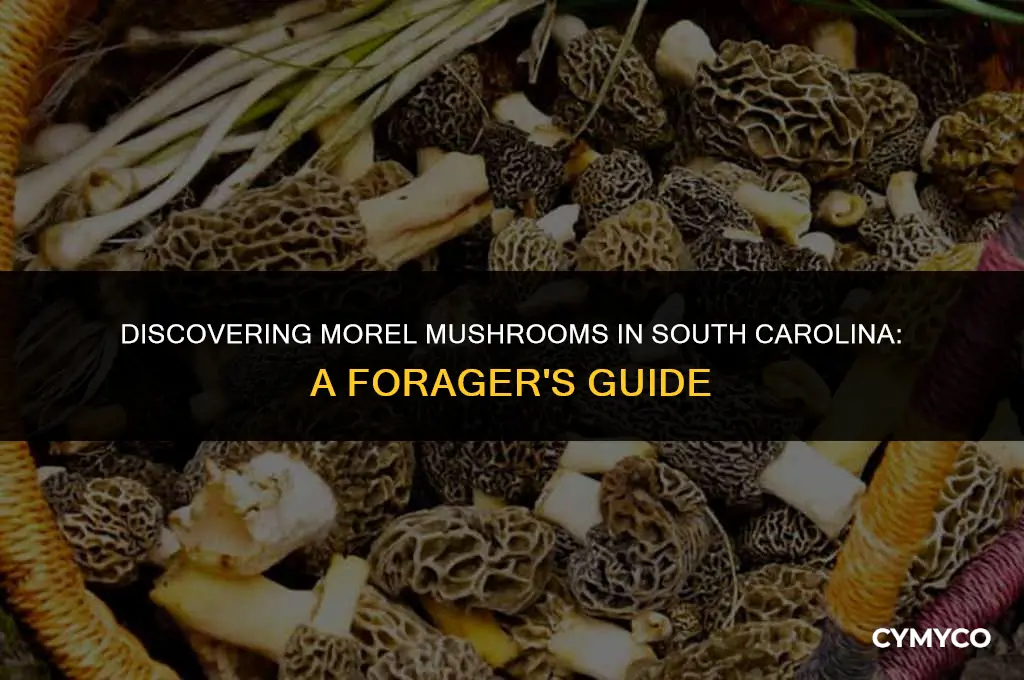 where to find morel mushrooms in south carolina