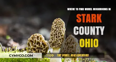 Exploring Stark County, Ohio: A Guide to Morel Mushroom Hotspots