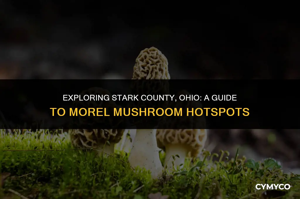 where to find morel mushrooms in stark county ohio