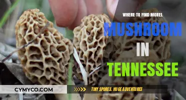 Exploring Tennessee's Morel Mushroom Hotspots: A Guide for Foragers