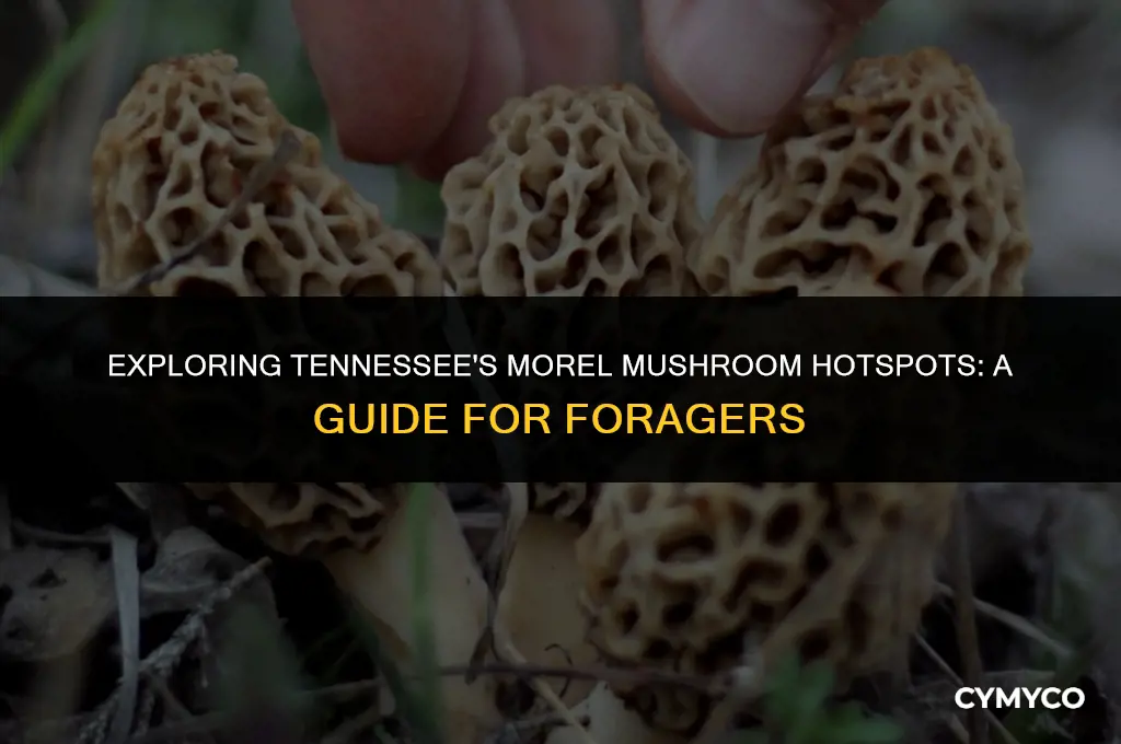 where to find morel mushrooms in tennessee