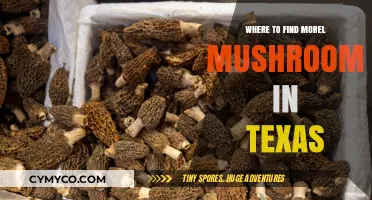 Discovering Morel Mushrooms in Texas: A Guide to Prime Locations