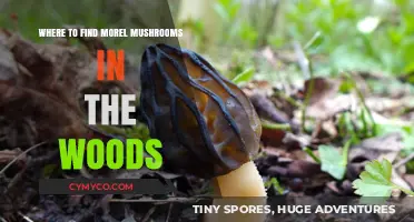 Exploring the Forest: A Guide to Morel Mushroom Hunting Spots